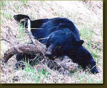 Bear Hunts